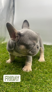 a french bulldog puppy standing on grass with the text friday