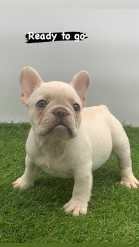 a french bulldog puppy standing on grass with the words ready to go